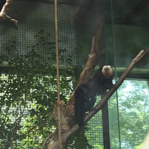 NWTB- White-Faced Saki Monkey