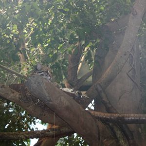 NWTB- Brazilian Ocelot