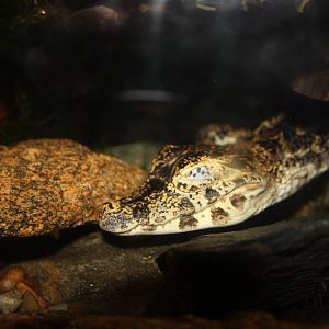 NWTB- Yacare Caiman Hatchling