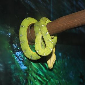 NWTB- Emerald Tree Boa