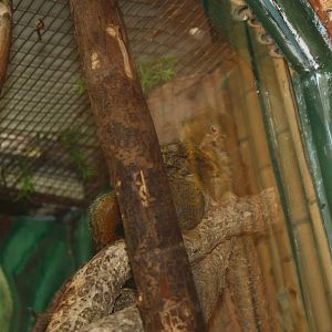 NWTB- Pygmy Marmosets