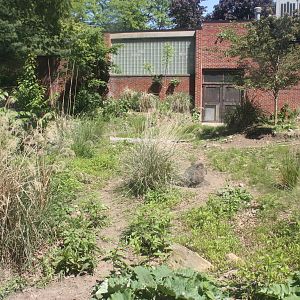 Hoofstock- Chacoan Peccary Exhibit