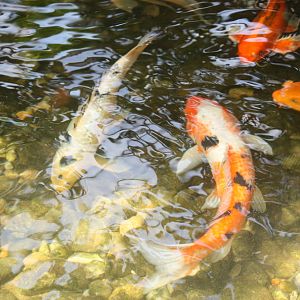 Greenhouse- Koi Fish