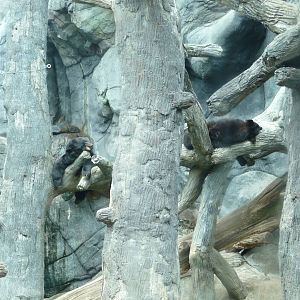 Black Bear Falls - Two Sleeping Bears