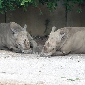 White Rhinos