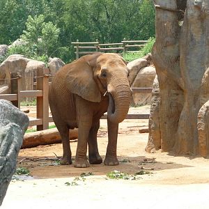 African Elephant