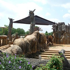 African Elephant Exhibit