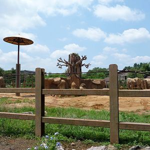 African Elephant Exhibit