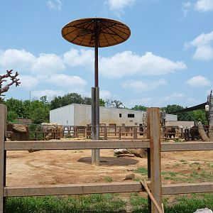 African Elephant Exhibit