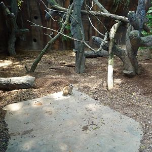 Meerkat Exhibit
