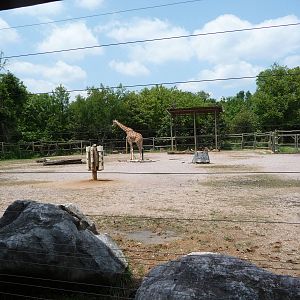 Giraffe/Greater Kudu/Waterbuck/Thomson's Gazelle Exhibit