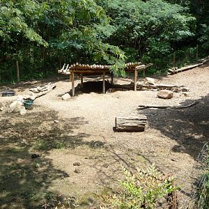 Red River Hog Exhibit