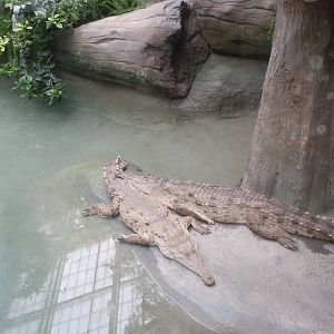 Orinoco Crocodiles