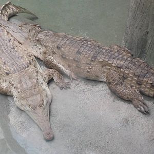 Orinoco Crocodiles