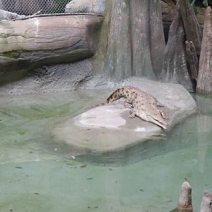 Orinoco Crocodile
