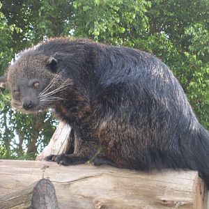 Binturong
