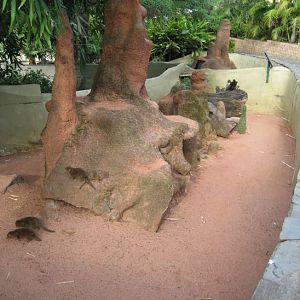 Dwarf Mongoose Enclosure