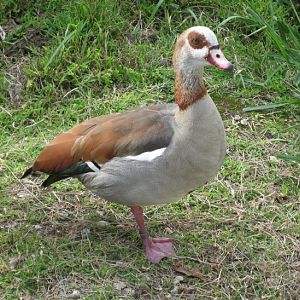 Egyptian Goose
