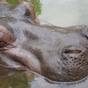 Hippo