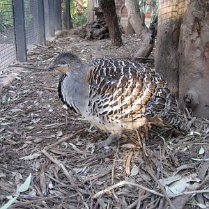 Malleefowl