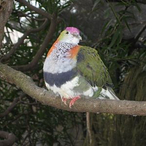 Purple-crowned Pigeon