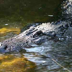 Alligator