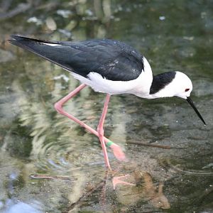 Blackwinged Stilt