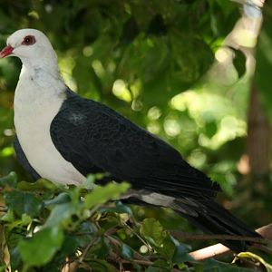 White-headed Pigeon