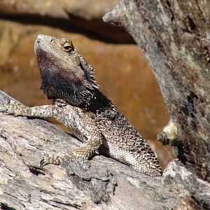 Eastern Bearded Dragon