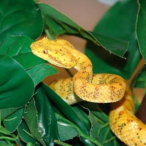 Eyelash Viper