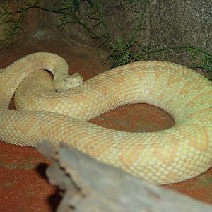 Albino Rattlesnake