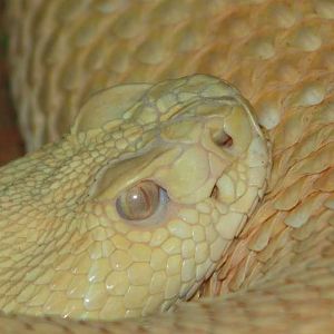 Albino Rattlesnake Closeup