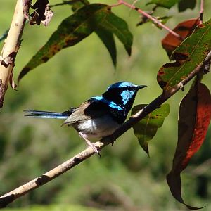 Blue Wren (wild)
