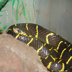 Mangrove Tree Snake
