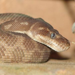 Roughscaled Python closeup
