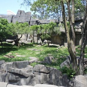 Fragile Kingdom-Snow Leopard