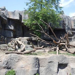 Fragile Kingdom-Sloth Bear