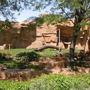 Fragile Kingdom-Lion Exhibit