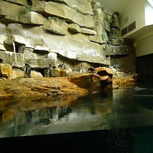 Penguin Exhibit