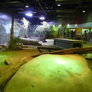 Komodo Dragon Exhibit