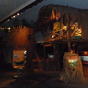 Amazon Rising Exhibit