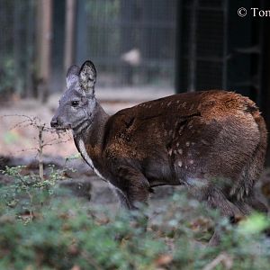 Siberian Musk-deer (Moschus moschiferus)