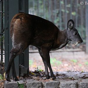 Siberian Musk-deer (Moschus moschiferus).
