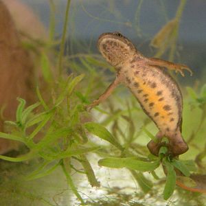 Smooth Newt - Female laying an egg. Native Species Weekend, May 2012