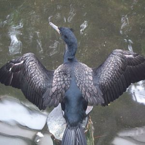 Double-Crested Cormorant     (Phalacrocorax auritus)