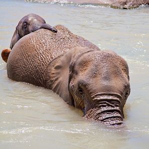 mom and baby go for a swim