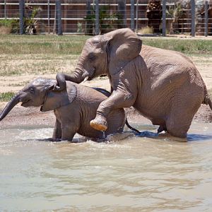 brothers playing in pool