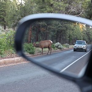 Grand Canyon traffic jam
