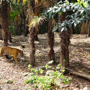 Sumatran Tiger