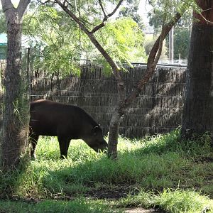 Brazilian Tapir